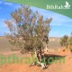 بذور شجر الغضى  Haloxylon persicum