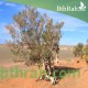 بذور شجر الغضى Haloxylon persicum بذور شجر الغضى Haloxylon persicum