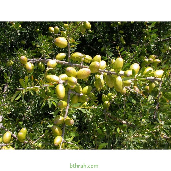 بذور شجرة الأركان - Argania spinosa بذور شجرة الأركان - Argania spinosa
