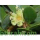 بذور شجرة الأركان - Argania spinosa بذور شجرة الأركان - Argania spinosa