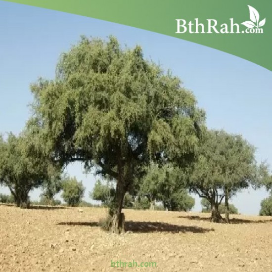 بذور شجرة الأركان - Argania spinosa بذور شجرة الأركان - Argania spinosa