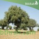 بذور شجرة الأركان - Argania spinosa بذور شجرة الأركان - Argania spinosa