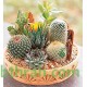 بذور صباريات (مخلوط) Cactaceae بذور صباريات (مخلوط) Cactaceae