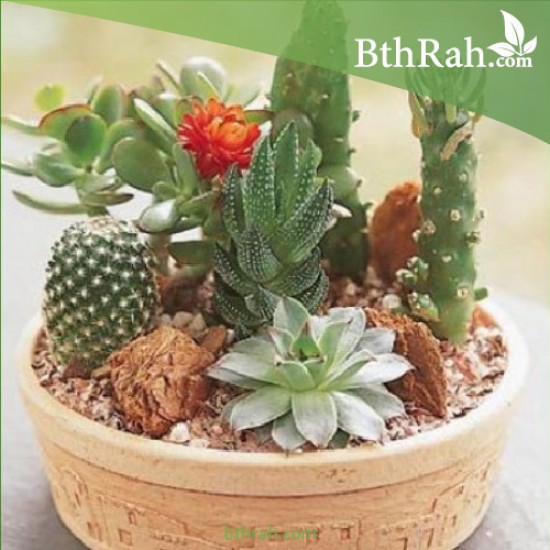 بذور صباريات (مخلوط) Cactaceae بذور صباريات (مخلوط) Cactaceae