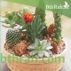 بذور صباريات (مخلوط) Cactaceae بذور صباريات (مخلوط) Cactaceae