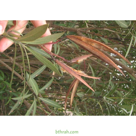 بذور الدفلى ( الدفلة ) Nerium oleander بذور الدفلى ( الدفلة ) Nerium oleander