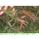 بذور الدفلى ( الدفلة ) Nerium oleander بذور الدفلى ( الدفلة ) Nerium oleander
