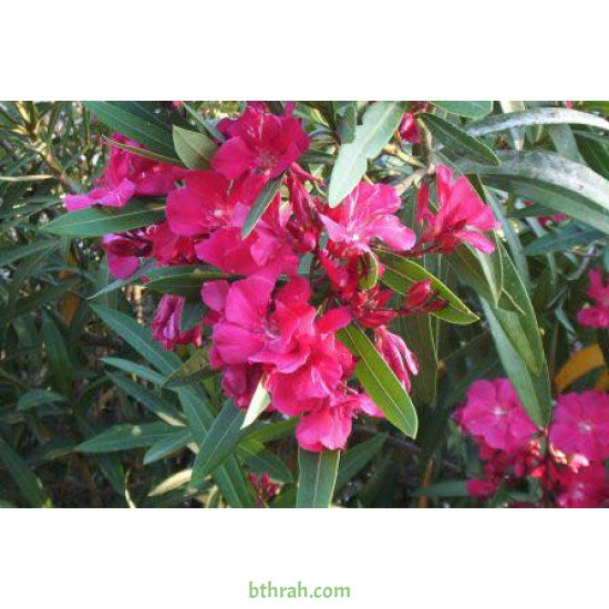 بذور الدفلى ( الدفلة ) Nerium oleander بذور الدفلى ( الدفلة ) Nerium oleander