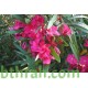 بذور الدفلى ( الدفلة ) Nerium oleander بذور الدفلى ( الدفلة ) Nerium oleander