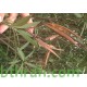 بذور الدفلى ( الدفلة ) Nerium oleander بذور الدفلى ( الدفلة ) Nerium oleander
