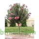 بذور الدفلى ( الدفلة ) Nerium oleander بذور الدفلى ( الدفلة ) Nerium oleander