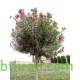 بذور الدفلى ( الدفلة ) Nerium oleander بذور الدفلى ( الدفلة ) Nerium oleander