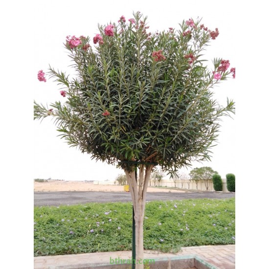 بذور الدفلى ( الدفلة ) Nerium oleander بذور الدفلى ( الدفلة ) Nerium oleander