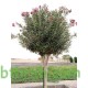 بذور الدفلى ( الدفلة ) Nerium oleander بذور الدفلى ( الدفلة ) Nerium oleander