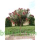 بذور الدفلى ( الدفلة ) Nerium oleander بذور الدفلى ( الدفلة ) Nerium oleander