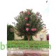 بذور الدفلى ( الدفلة ) Nerium oleander بذور الدفلى ( الدفلة ) Nerium oleander