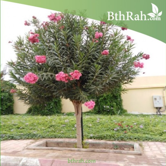 بذور الدفلى ( الدفلة ) Nerium oleander