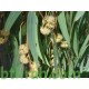 بذور شجر الكين (Eucalyptus) بذور شجر الكين (Eucalyptus)