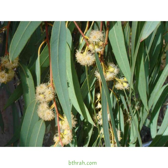 بذور شجر الكين (Eucalyptus) بذور شجر الكين (Eucalyptus)