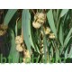 بذور شجر الكين (Eucalyptus) بذور شجر الكين (Eucalyptus)