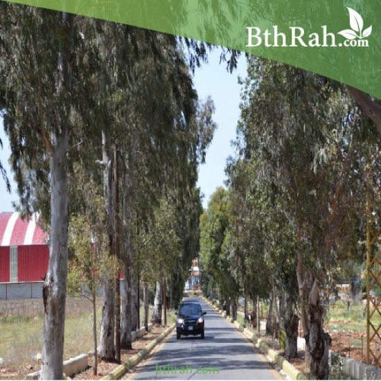 بذور شجر الكين (Eucalyptus) بذور شجر الكين (Eucalyptus)