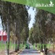 بذور شجر الكين (Eucalyptus) بذور شجر الكين (Eucalyptus)
