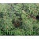 بذور شجرة اللوسينيا - Leucaena leucocephala بذور شجرة اللوسينيا - Leucaena leucocephala