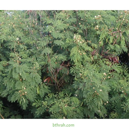 بذور شجرة اللوسينيا - Leucaena leucocephala
