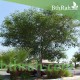 بذور شجرة اللوسينيا - Leucaena leucocephala بذور شجرة اللوسينيا - Leucaena leucocephala