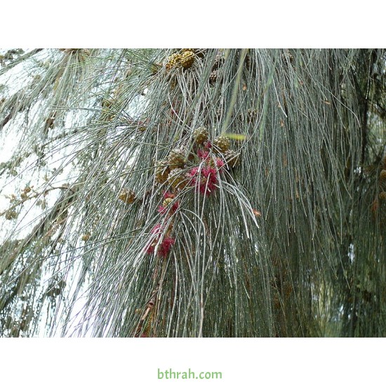 بذور الأثل الأمريكي - Casuarina بذور الأثل الأمريكي - Casuarina