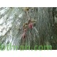 بذور الأثل الأمريكي - Casuarina بذور الأثل الأمريكي - Casuarina