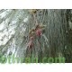 بذور الأثل الأمريكي - Casuarina بذور الأثل الأمريكي - Casuarina
