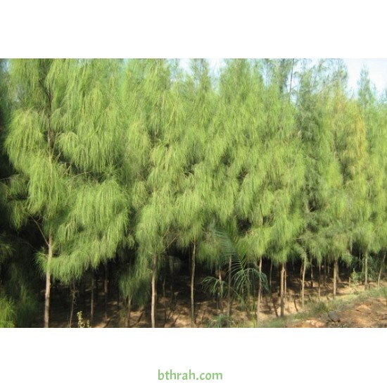 بذور الأثل الأمريكي - Casuarina بذور الأثل الأمريكي - Casuarina