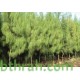 بذور الأثل الأمريكي - Casuarina بذور الأثل الأمريكي - Casuarina