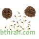 بذور الأثل الأمريكي - Casuarina بذور الأثل الأمريكي - Casuarina