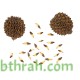بذور الأثل الأمريكي - Casuarina بذور الأثل الأمريكي - Casuarina