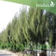 بذور الأثل الأمريكي - Casuarina بذور الأثل الأمريكي - Casuarina
