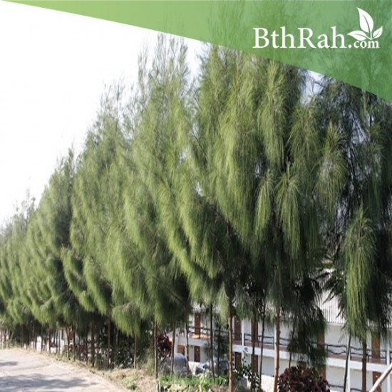 بذور الأثل الأمريكي - Casuarina بذور الأثل الأمريكي - Casuarina