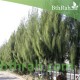 بذور الأثل الأمريكي - Casuarina بذور الأثل الأمريكي - Casuarina