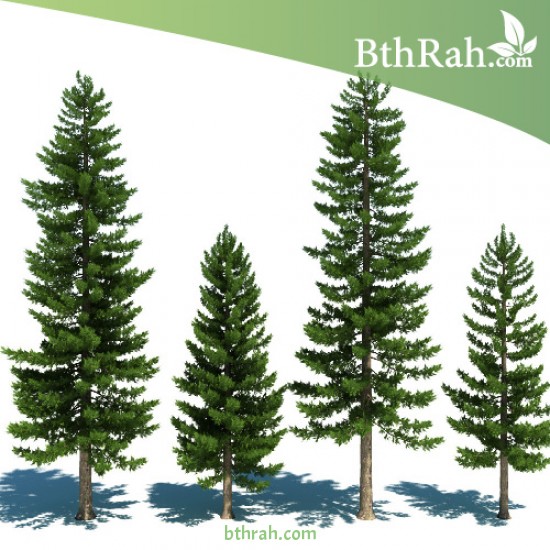 بذور الأثل الأمريكي - Casuarina بذور الأثل الأمريكي - Casuarina