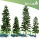 بذور الأثل الأمريكي - Casuarina بذور الأثل الأمريكي - Casuarina