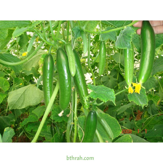 بذور الخيار - Cucumis sativus بذور الخيار - Cucumis sativus