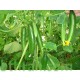 بذور الخيار - Cucumis sativus بذور الخيار - Cucumis sativus