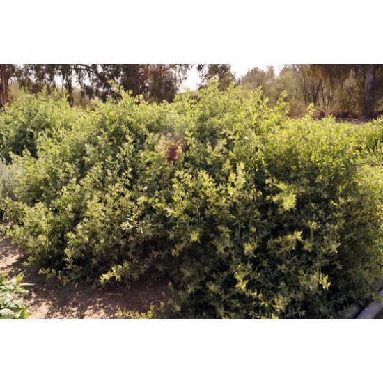 بذور الرغل العدسي Atriplex lentiformis بذور الرغل العدسي Atriplex lentiformis