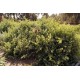 بذور الرغل العدسي Atriplex lentiformis بذور الرغل العدسي Atriplex lentiformis