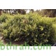 بذور الرغل العدسي Atriplex lentiformis بذور الرغل العدسي Atriplex lentiformis