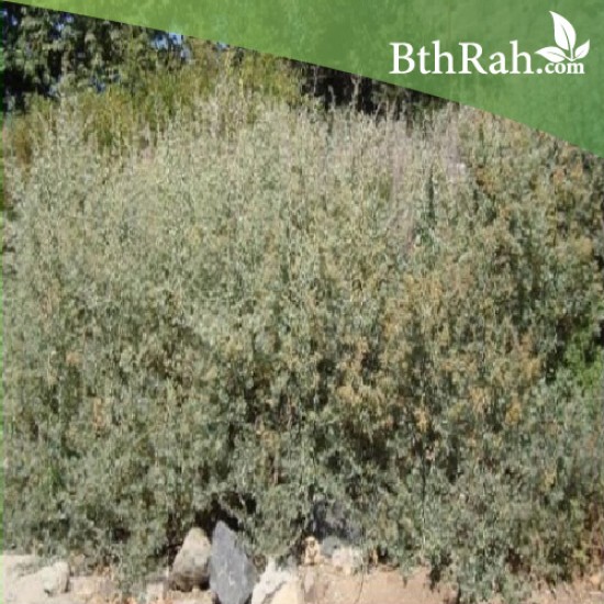 بذور الرغل العدسي Atriplex lentiformis بذور الرغل العدسي Atriplex lentiformis