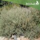 بذور الرغل العدسي Atriplex lentiformis بذور الرغل العدسي Atriplex lentiformis