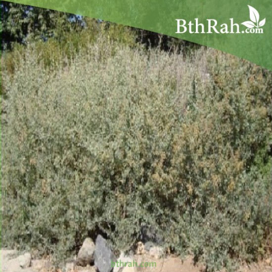 بذور الرغل العدسي Atriplex lentiformis بذور الرغل العدسي Atriplex lentiformis