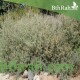 بذور الرغل العدسي Atriplex lentiformis بذور الرغل العدسي Atriplex lentiformis